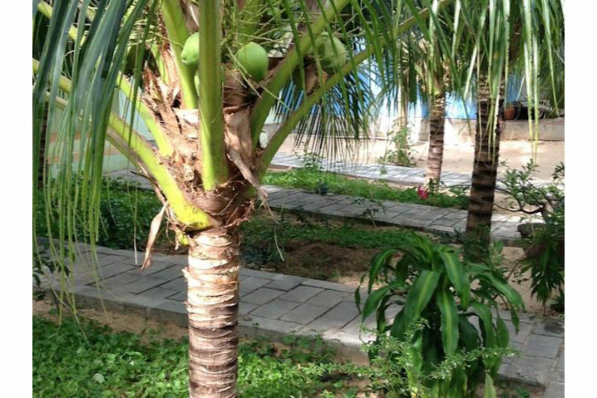 Cocosand Hotel Phan Thiết Extérieur photo